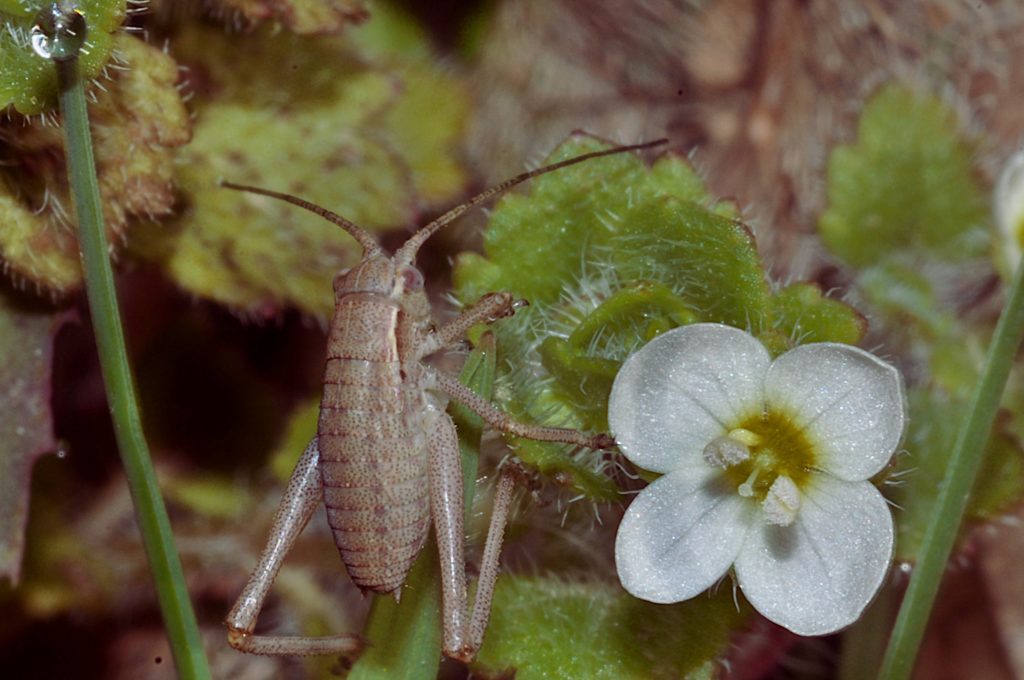 premiers insectes, Carsan, février 2021, photos de Pierre Pujuguet