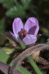 fleurs de la garrigue, Carsan, gard, occitanie, photos de pierre pujuguet, fevrier 2021