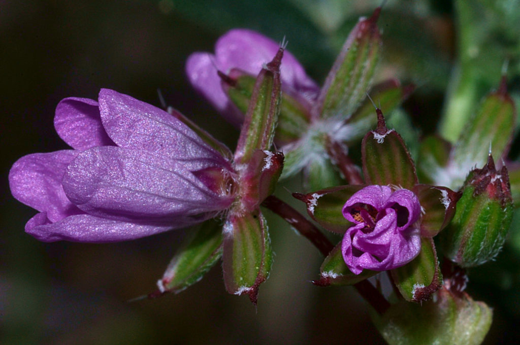 erodium, carsan, fevrier2021, photo de pierre pujuguet