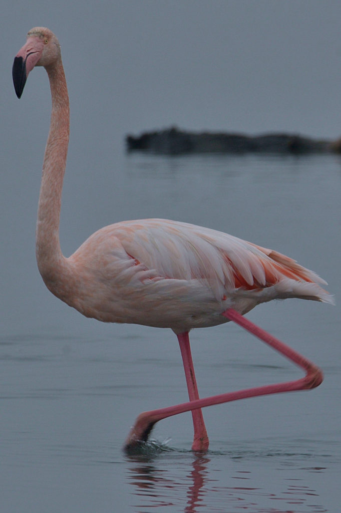 flamant, villeneuve les maguelone, photo de pierre pujuguet