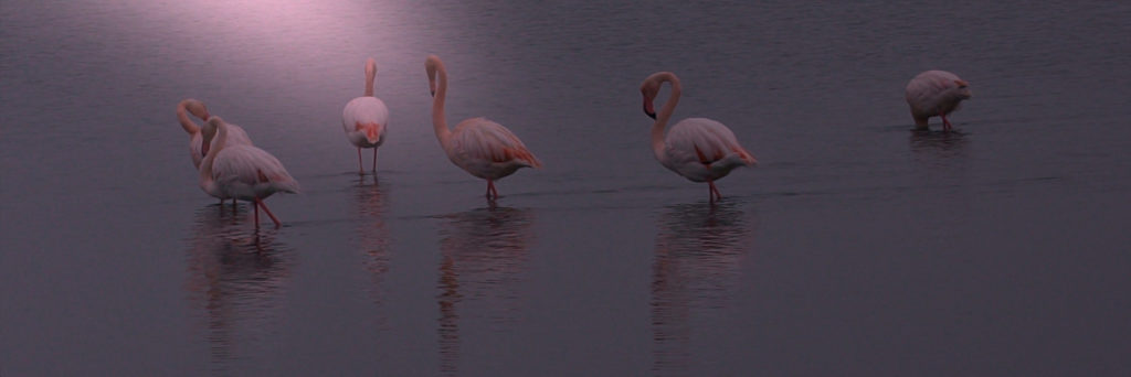 flamants, (retouché sous gimp),fevrier 2021, photo pierre pujuguet