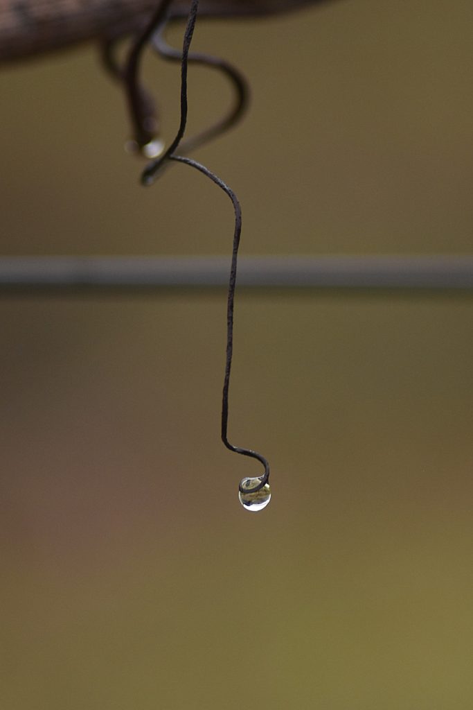 goutte de pluie, Carsan, janvier2021, photo de pierre pujuguet