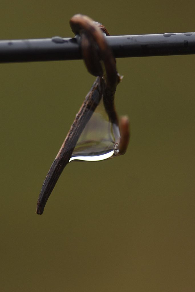 goutte de pluie, Carsan, janvier2021, photo de pierre pujuguet