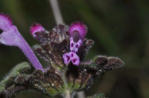 fleurs de la garrigue, Carsan, gard, occitanie, photos de pierre pujuguet, fevrier 2021