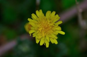 fleurs de la garrigue, Carsan, gard, occitanie, photos de pierre pujuguet, fevrier 2021