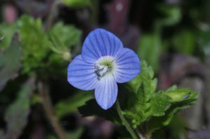 fleurs de la garrigue, Carsan, gard, occitanie, photos de pierre pujuguet, fevrier 2021