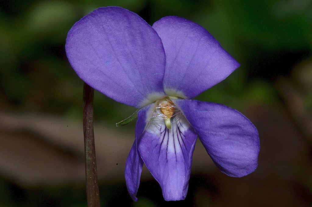 viola odorata, Carsan, février 2021, photo de Pierre Pujuguet