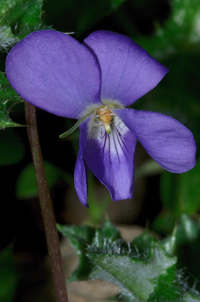 viola odorata, Carsan, février 2021, photo de Pierre Pujuguet
