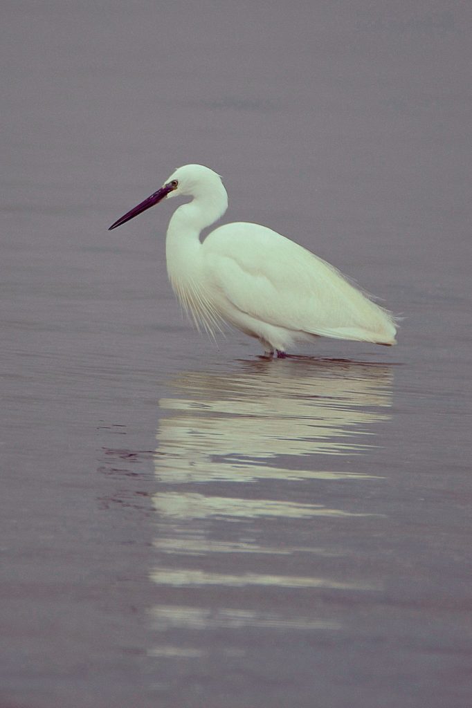 Etang de Vic la Guardiole, mars 2021, photos de pierre pujuguet
