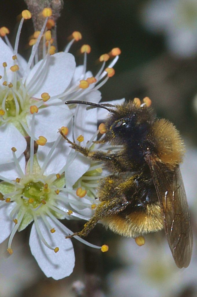 fleur de prunelier, Carsan, mars2021, photo de pierre pujuguet