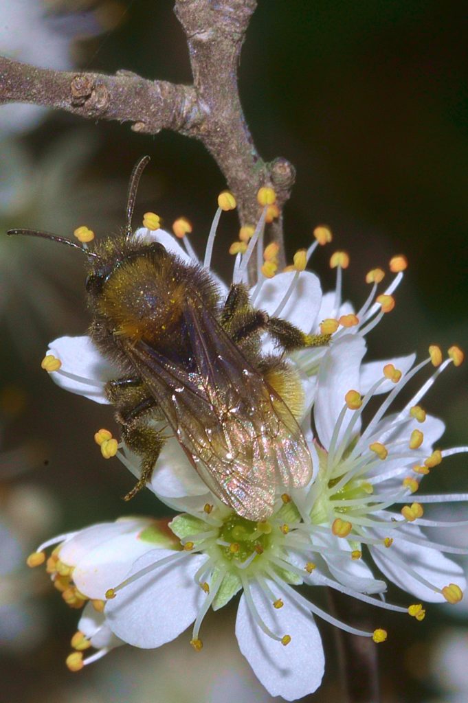 fleur de prunelier, Carsan, mars2021, photo de pierre pujuguet