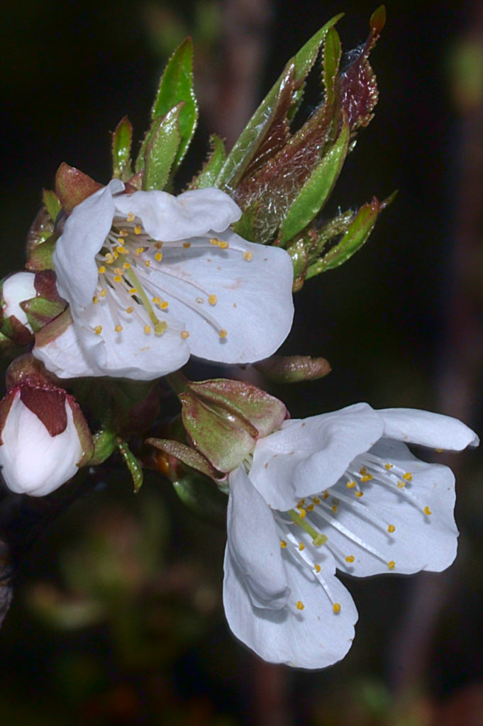 fleur de cerisier, Carsan, mars2021, photo de pierre pujuguet