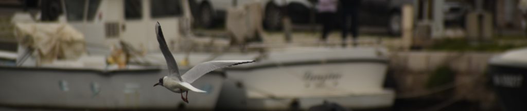 port de Sète, mars 2021, photo de Pierre Pujuguet