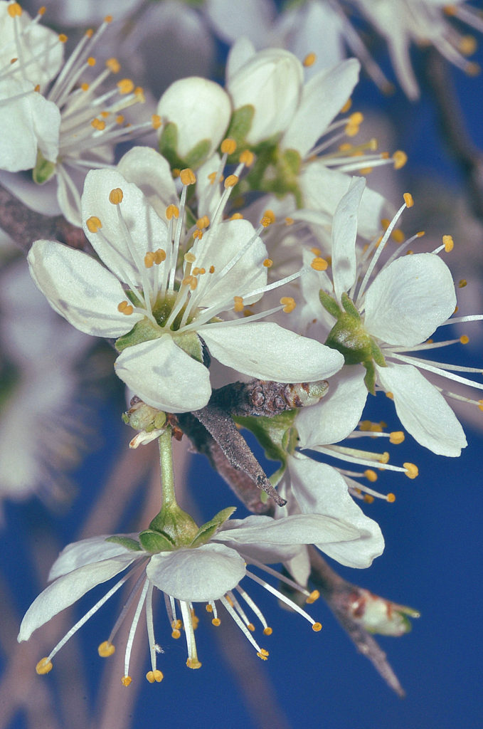 fleur de prunellier, carsan, mars2021, photo de pierre pujuguet