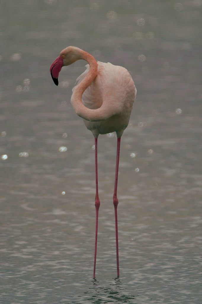 Flamants devant Maguelone, mars 2021, photos de pierre pujuguet