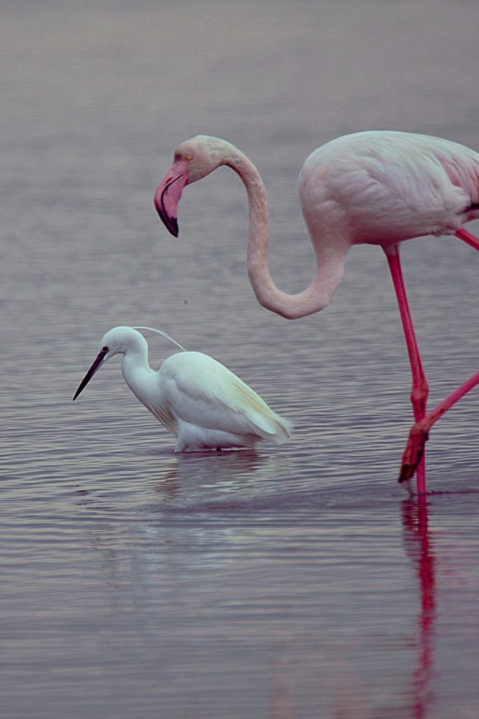 Etang de Vic la Guardiole, mars 2021, photos de pierre pujuguet