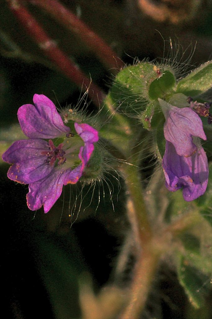 geranium sauvage, Carsan, mars2021, photo de Pierre Pujuguet