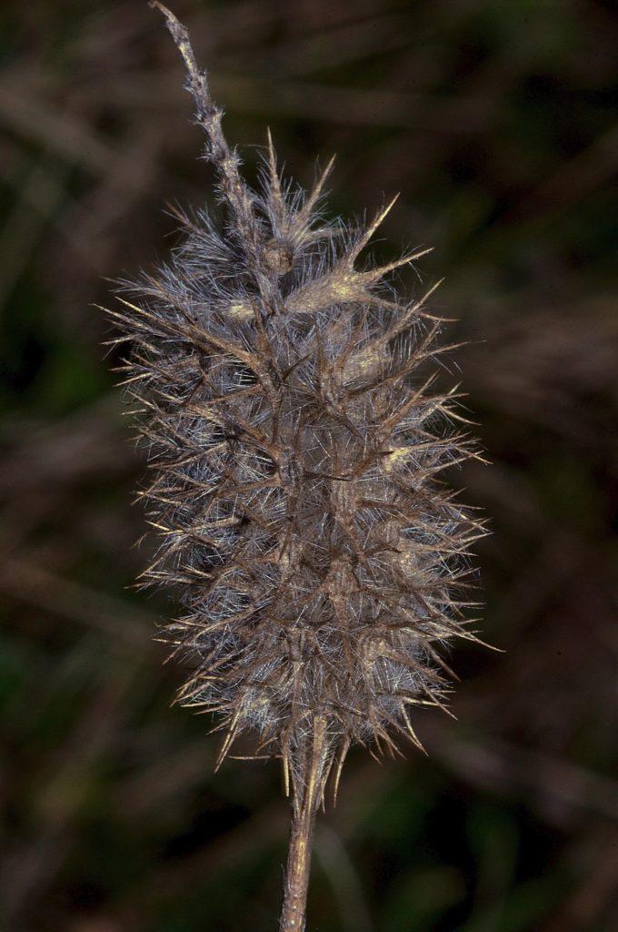 non identifié, Carsan, mars 2021, photo de Pierre Pujuguet