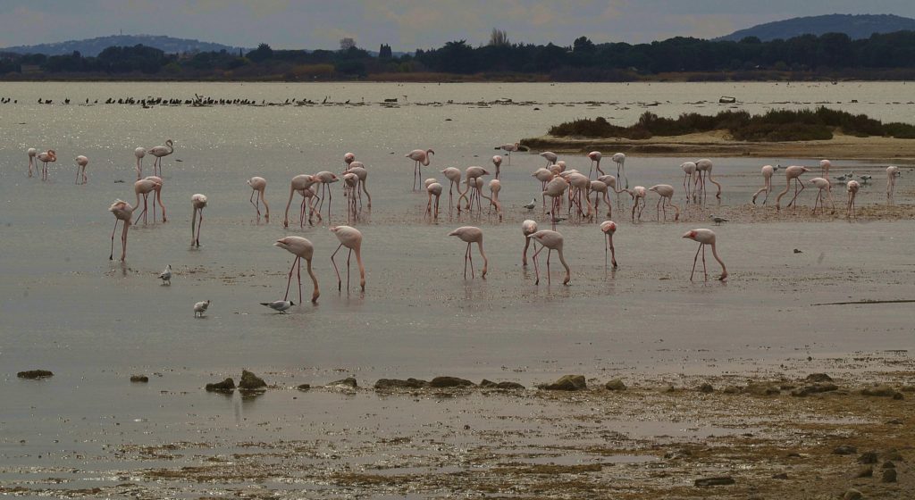 Flamants devant Maguelone, mars 2021, photos de pierre pujuguet