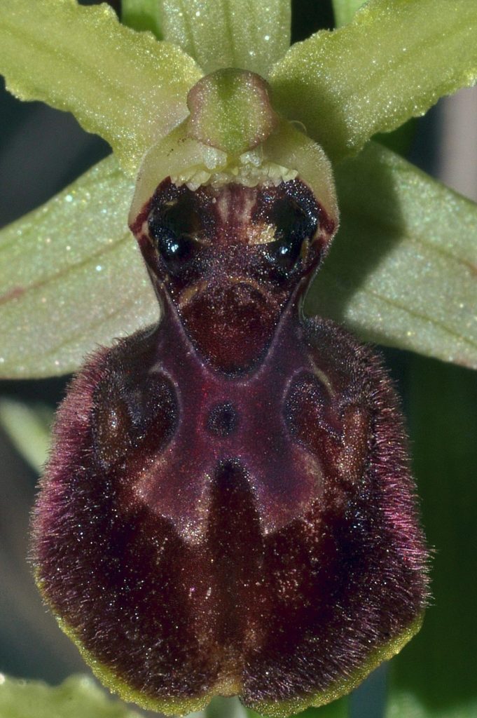 ophrys araignée,7 mars2021, Carsan, photo de Pierre Pujuguet