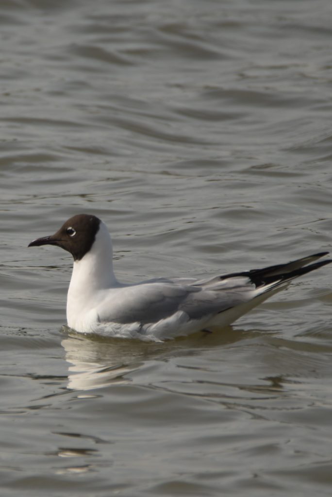 mouette rieuse, Vic la Guardiole, mars2021, photo de pierre pujuguet