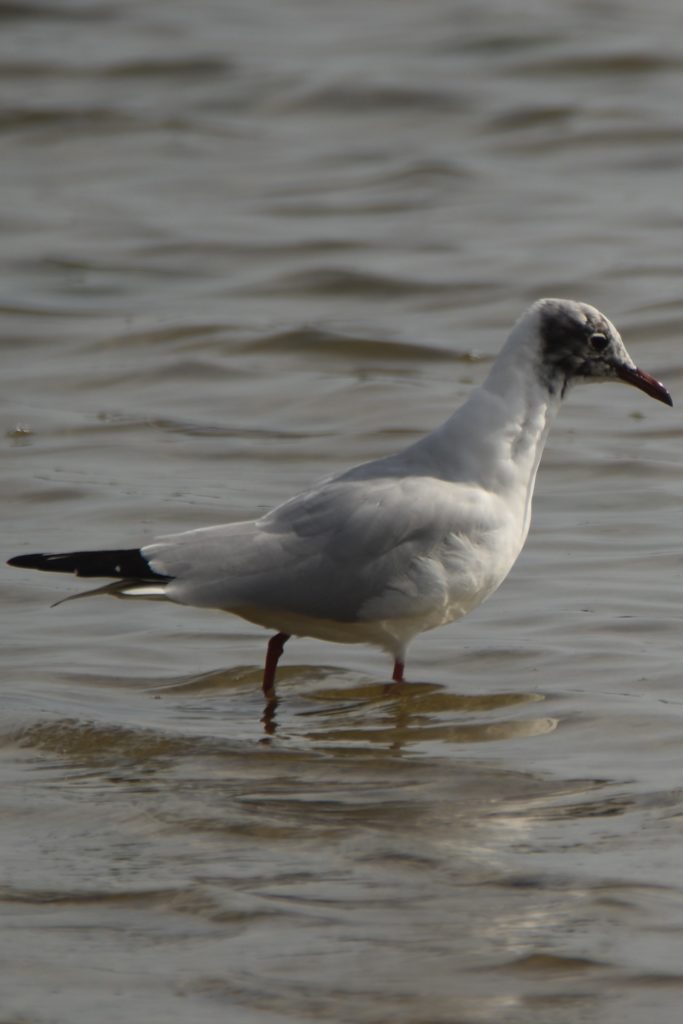 mouette rieuse, Vic la Guardiole, mars2021, photo de pierre pujuguet