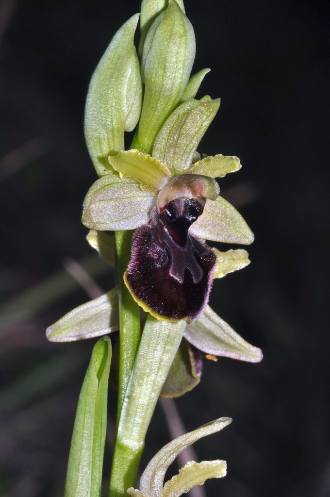 ophrys araignée,7 mars2021, Carsan, photo de Pierre Pujuguet