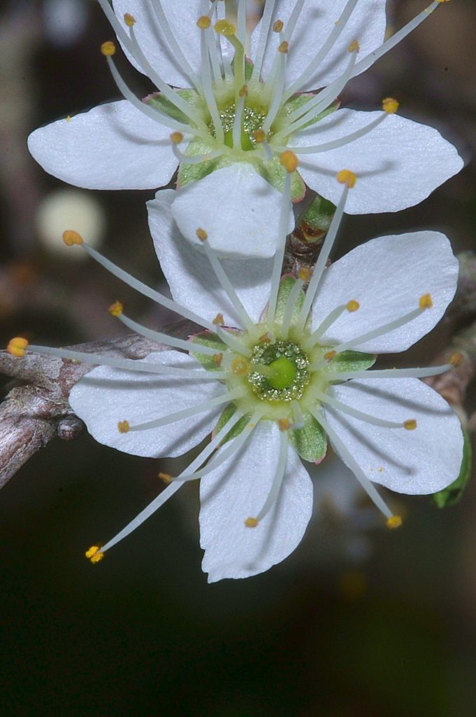 fleur de prunellier, Carsan, mars2021, photo de pierre pujuguet