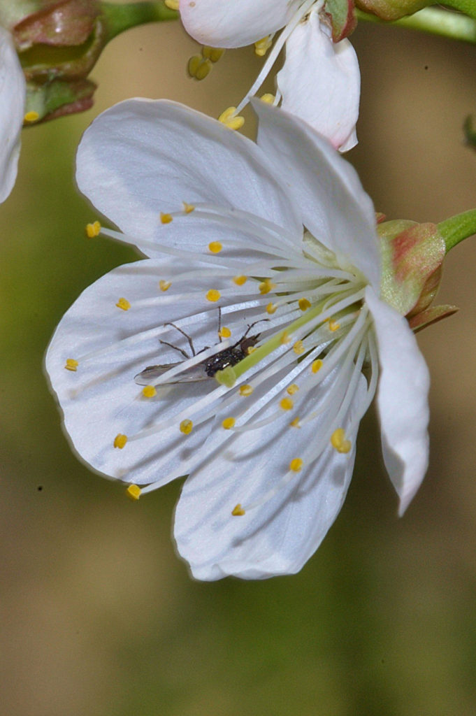 fleur de cerisier,avril 2021, photo de pierre pujuguet