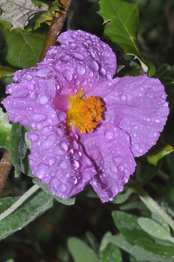gouttes sur fleur, carsan,avril2021, photo de pierre pujuguet