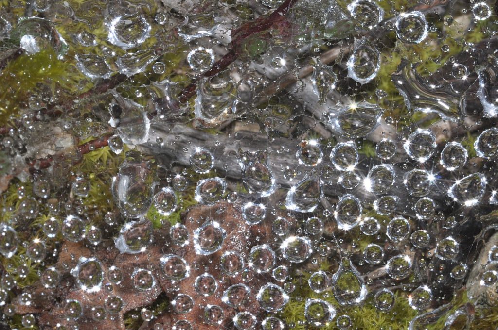 gouttes sur toile araignée, carsan,avril2021, photo de pierre pujuguet
