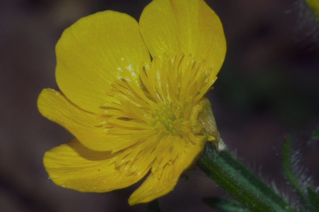 hélianthème, avril 2021, photo de pierre pujuguet