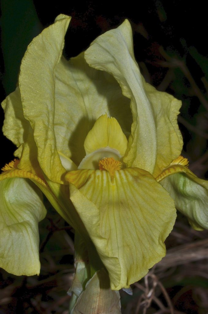 Iris, avril 2021,Carsan, photo de pierre pujuguet