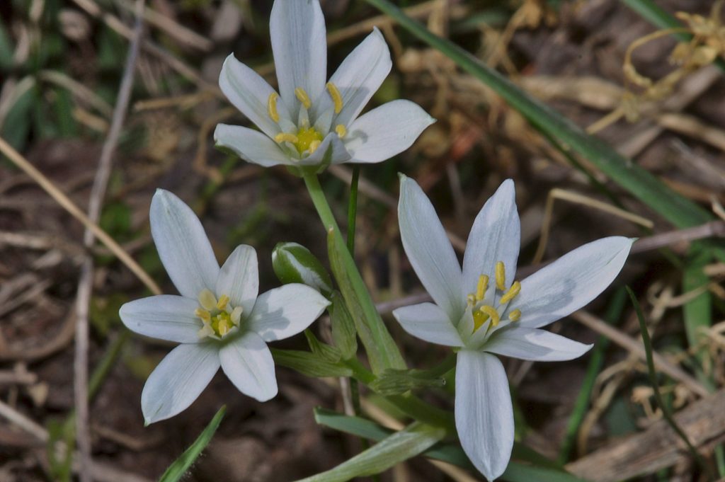ornithogale, Carsan, avril 2021,photo de pierre pujuguet