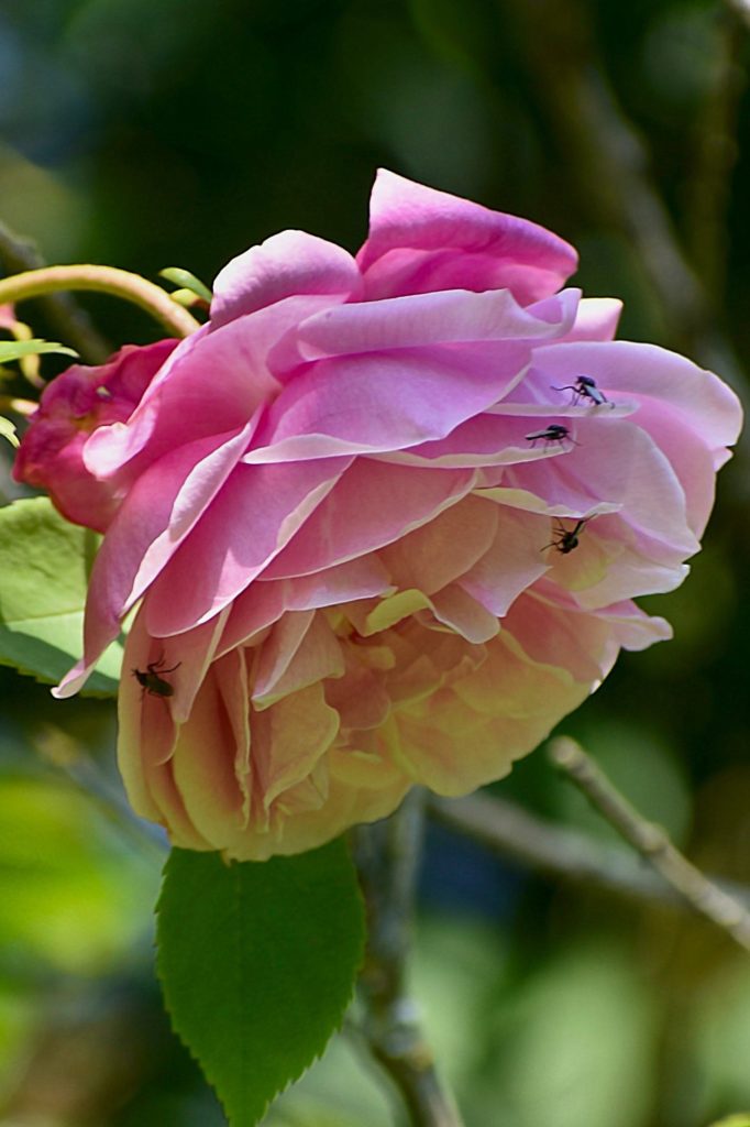 rose, avril 2021, Carsan,photo de pierre pujuguet