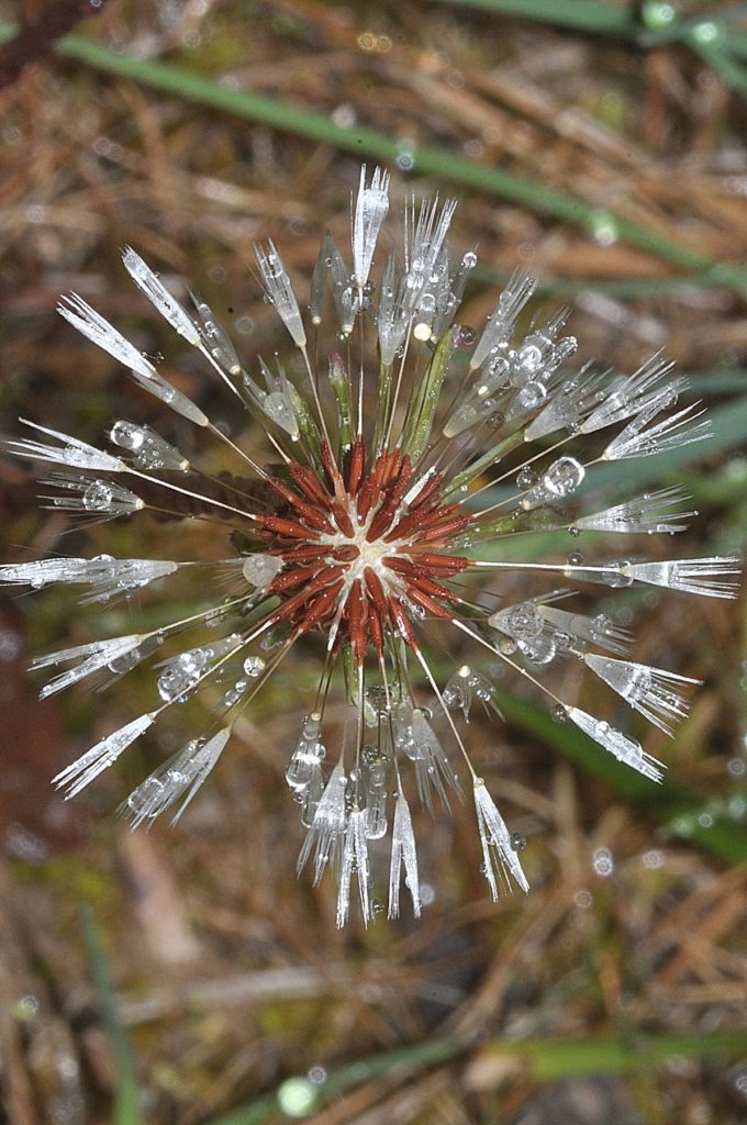 gouttes sur fleur, carsan,avril2021, photo de pierre pujuguet