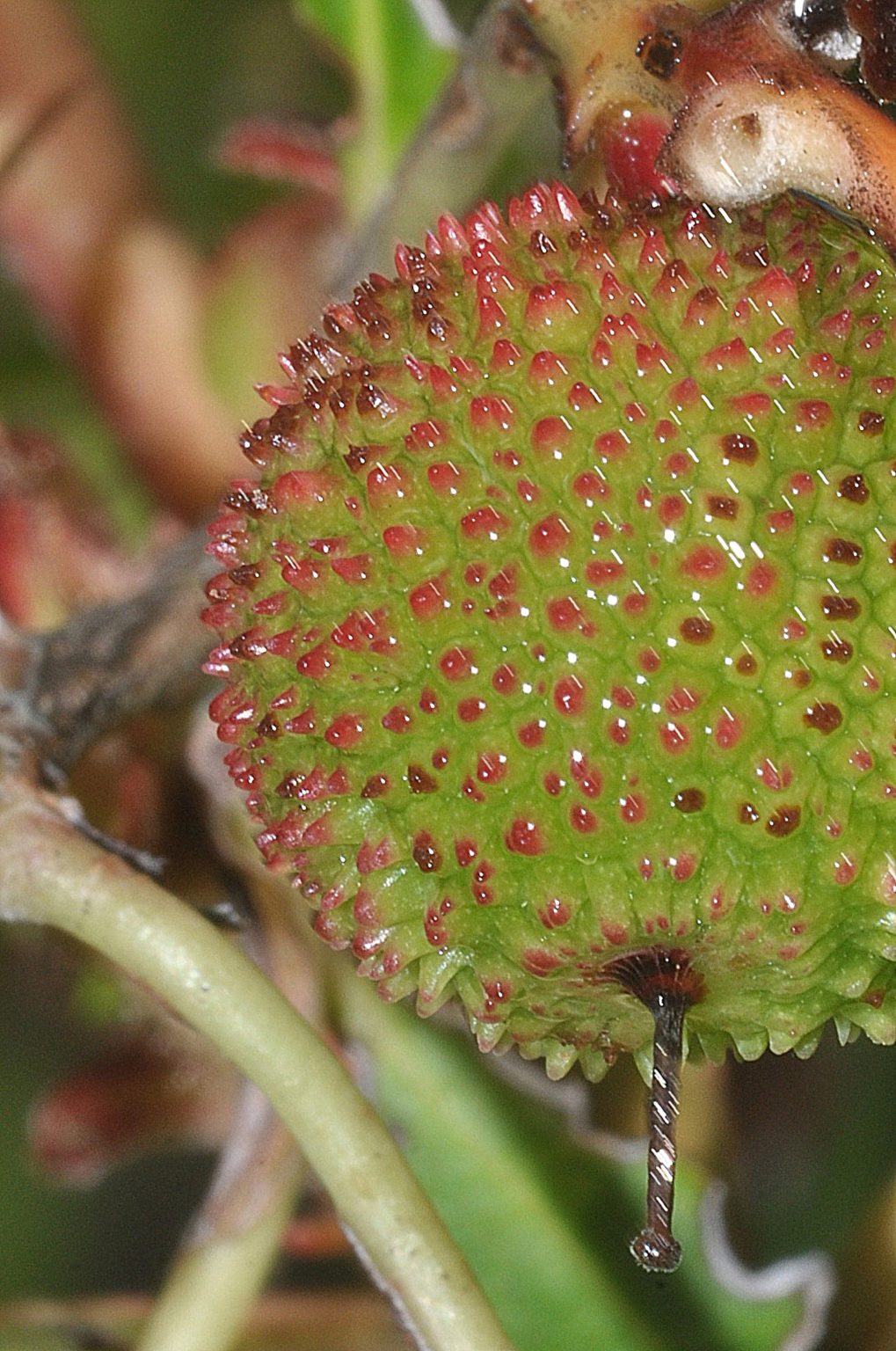fleurs mouillées par la pluie, Carsan, Mai 2021, photos de Pierre Pujuguet