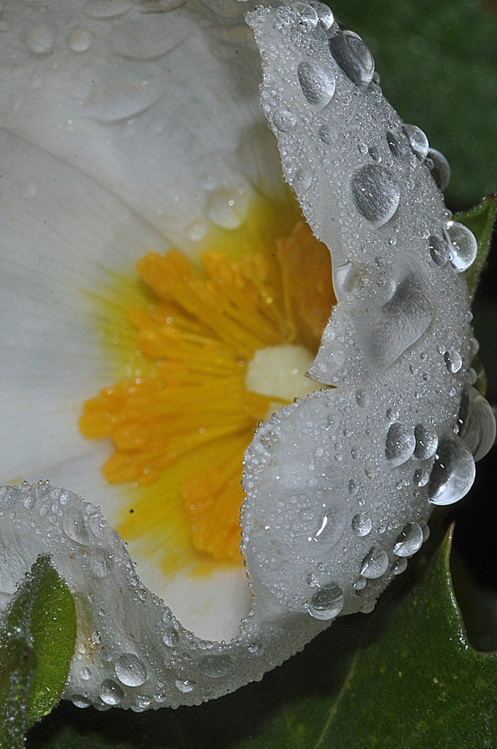 fleurs mouillées par la pluie, Carsan, Mai 2021, photos de Pierre Pujuguet