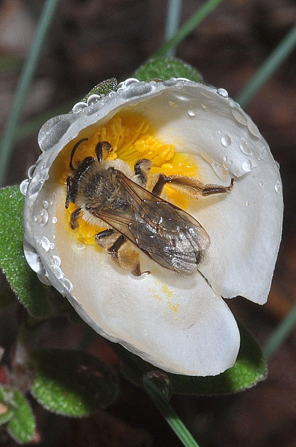 fleurs mouillées par la pluie, Carsan, Mai 2021, photos de Pierre Pujuguet