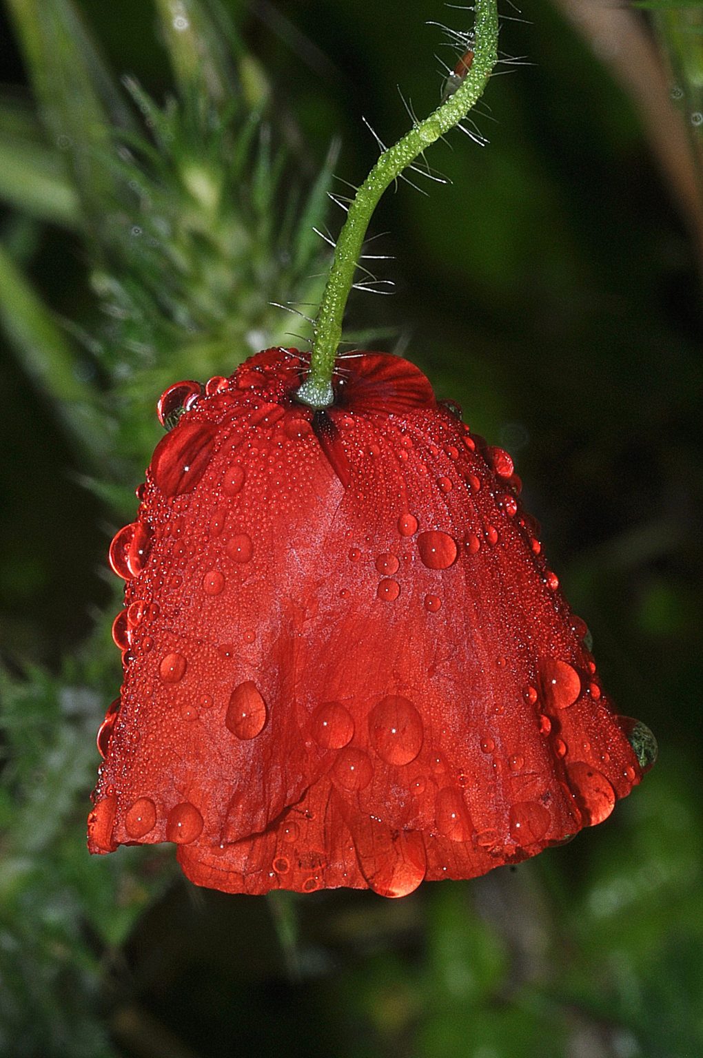 fleurs mouillées par la pluie, Carsan, Mai 2021, photos de Pierre Pujuguet