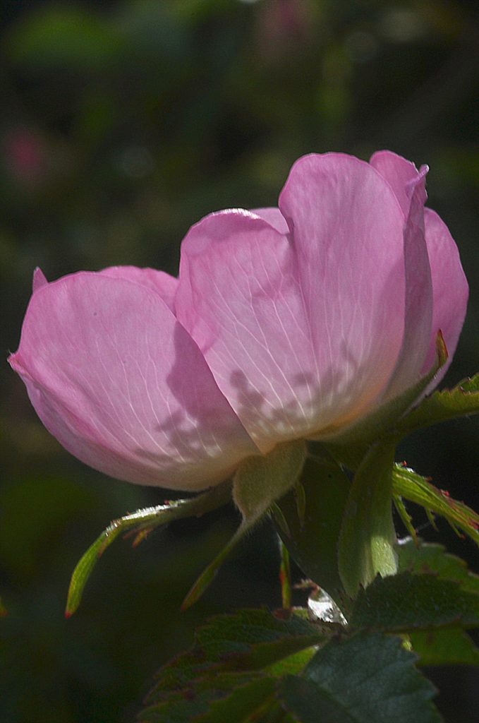 fleur d'églantier, Carsan, mai 2021, photo de pierre pujuguet
