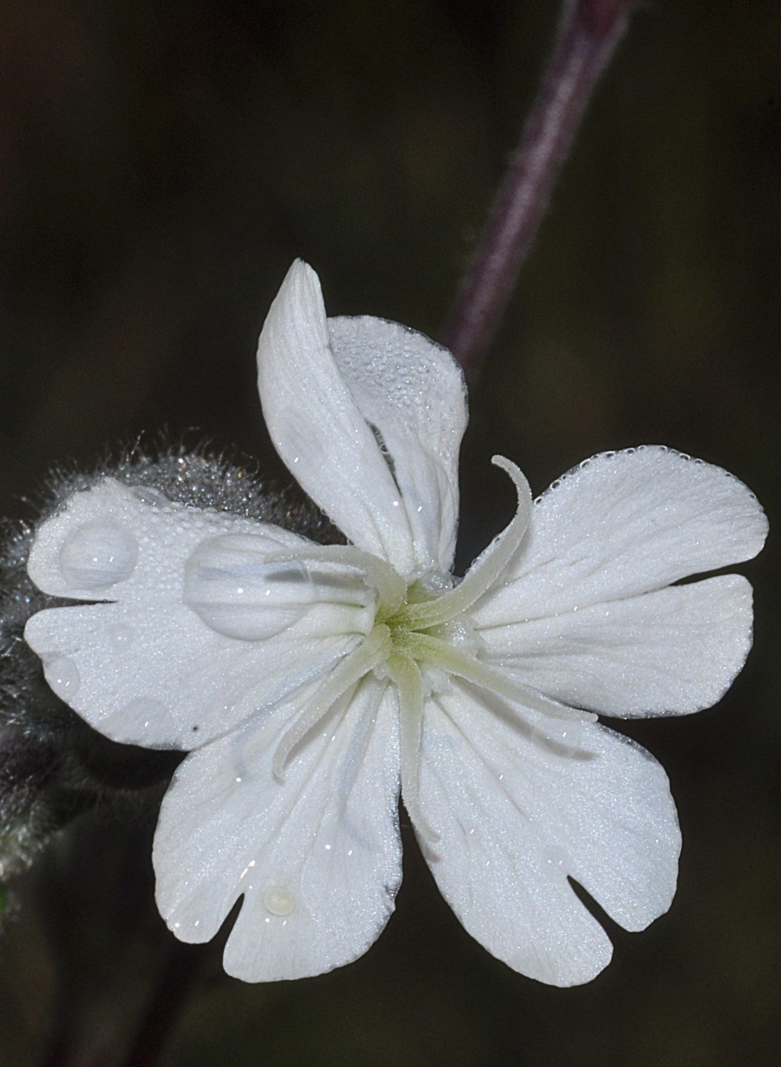 fleurs mouillées par la pluie, Carsan, Mai 2021, photos de Pierre Pujuguet
