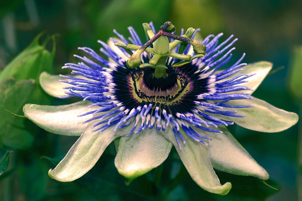 Passiflore, Sète, mai 2021, photo de Pierre Pujuguet
