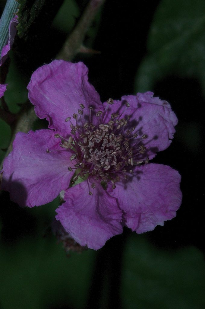 fleur de ronce, Catsan, juin 2021, photo de Pierre Pujuguet