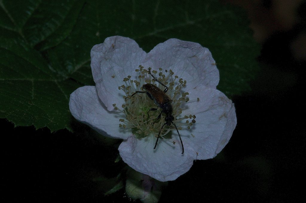 fleur de ronce, Catsan, juin 2021, photo de Pierre Pujuguet