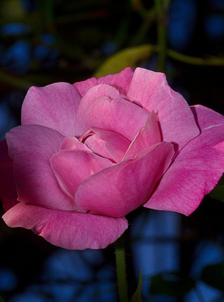 rose de rosier grimpant, Carsan, Juin 2021, photo de pierre pujuguet