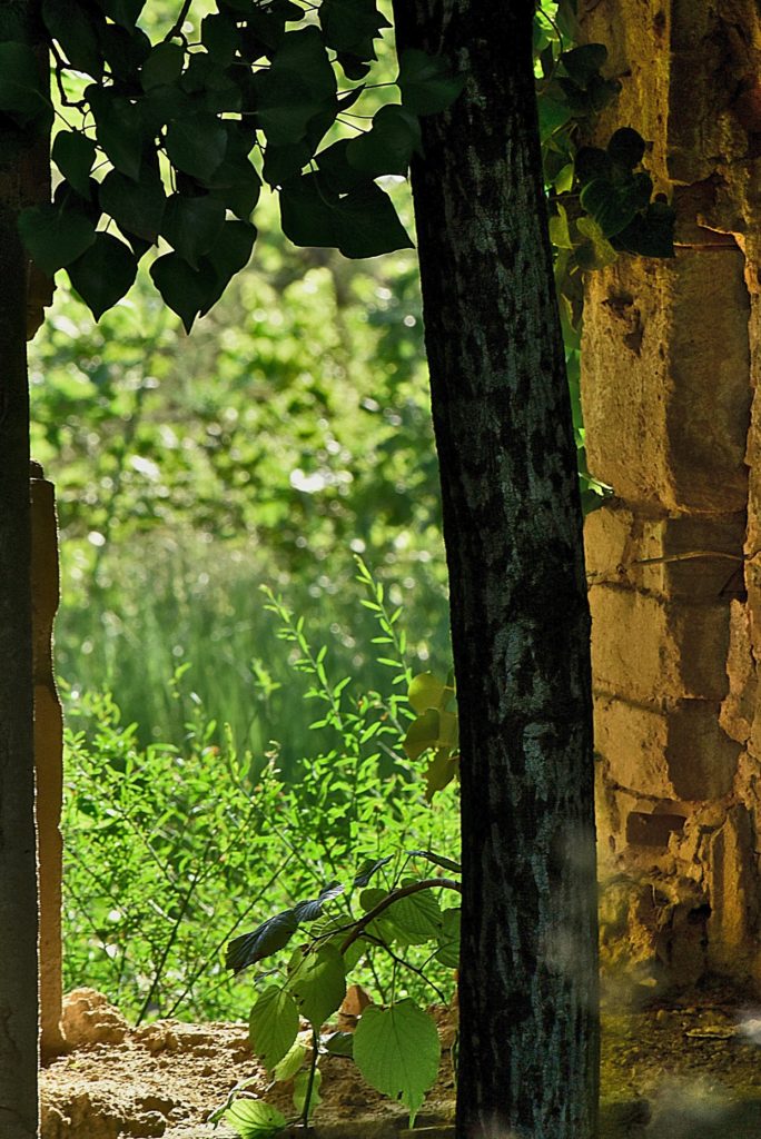 cabanon en ruine, Carsan, juin 2021, photo de pierre pujuguet