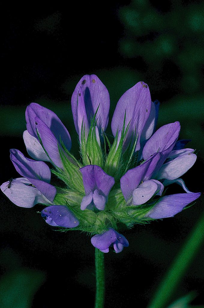 fleur de trifolium,Carsan,Juin 2021, photo de Pierre Pujuguet