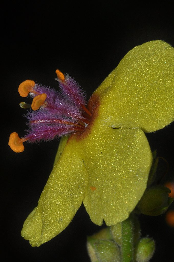 verbascum, carsan, juillet 2021, photo de Pierre Pujuguet