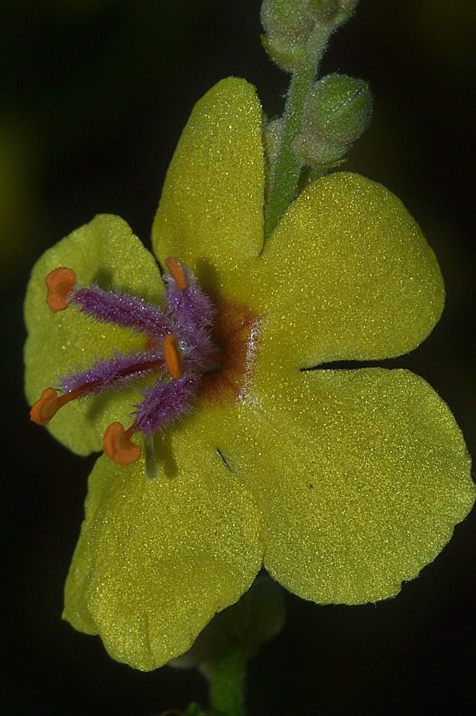 verbascum, carsan, juillet 2021, photo de Pierre Pujuguet